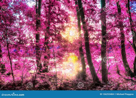 Beautiful Fantasy Infrared View Into A Relaxing Purple Forest Stock