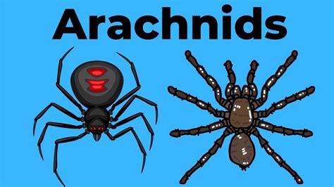 What Is An Arachnid Arachnids Math Help Science Videos