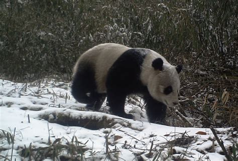 Photos Et Vidéo Rares De Pandas Géants Sauvages En Chine Notre