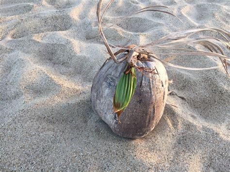 Planting A Coconut Gone Exploring Plants Keeping Plants Alive Coconut