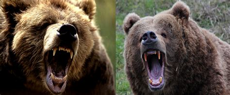 Difference Between Brown Bear And Grizzly Bear Wild
