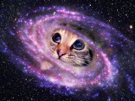 Cats Spacecatpics Twitter Galaxy Cat Cute Cats Crazy Cats