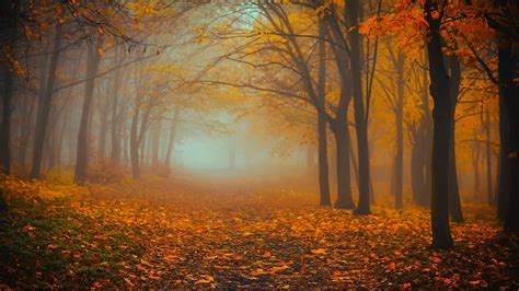 Download Wallpaper 3840x2160 Forest Fog Autumn Foliage 4k Uhd 169 Hd Background
