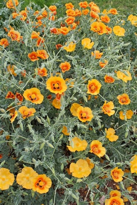 Learn About Glaucium Grandiflorum Grand Flowered Horned Poppy
