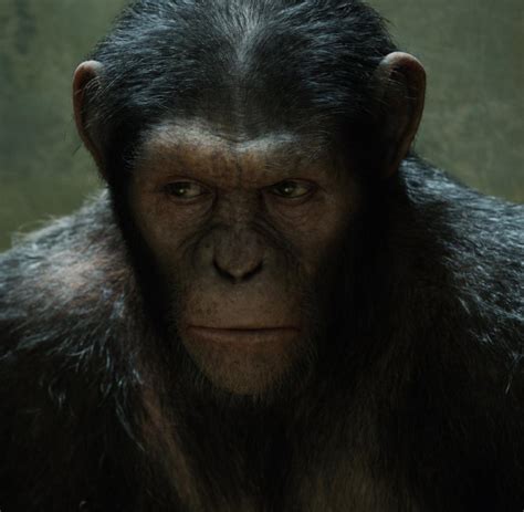 Neuer Planet Der Affen In Prevolution Wird Die Primaten Seele