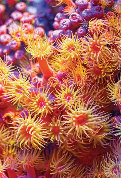 Sea Anemones Colony Sea Anemone Coral Reef Pictures Sea Creatures