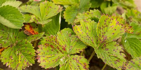 Common Plant Diseases And Disease Control For Organic Gardens