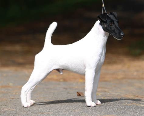 Smooth Fox Terrier Puppies Rescue Pictures Information