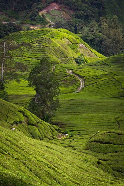The retreat has a diverse population of more than 43,000 people. Malaysia by Alena Makovcová | Cameron highlands, Nature ...