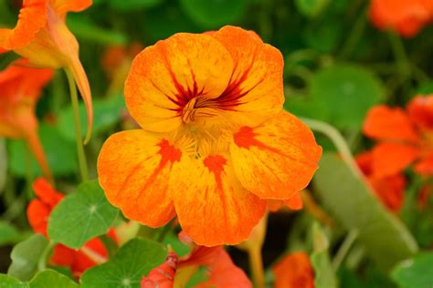 There are a number of edible flowers you can grow indoors. How To Grow Edible Flowers - The English Garden