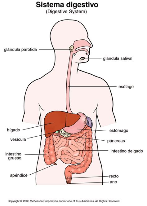 Esquema Del Sistema Digestivo Humano Sin Nombres Imagui