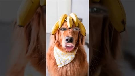 The Banana Dog Youtube