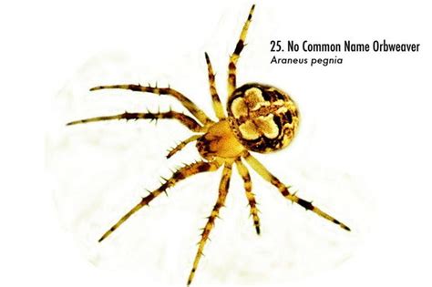 Spiders Of Alabama 58 Spiders You Should Know