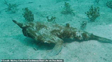 Legging It Strangest Fish In The Caribbean Walks Along The Sea Floor