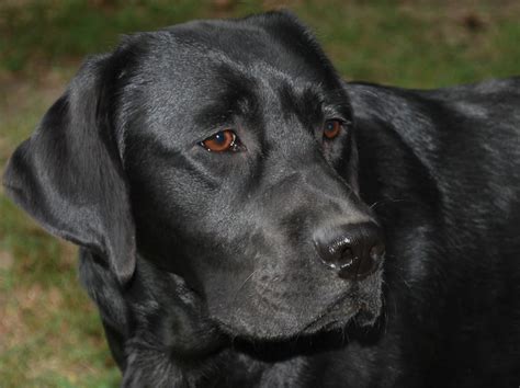 Labrador Retriever Dog Rescue Network Resource Center