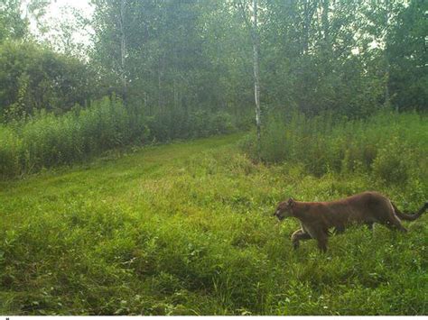 Local Cougar Sightings Residents Or Tourists Merrill Foto News
