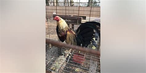 Suspect Had 60 Roosters Cockfighting Equipment Drugs Ny Authorities