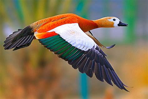 Breathtaking In Flight Birds Photography Abduzeedo Design Birds