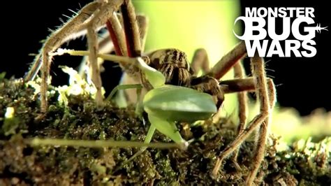Scorpion Vs Wandering Spider Brazilian Wandering Spider Shotgnod