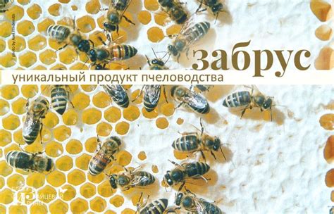 Забрус пчелиный. Лечебные свойства. Как принимать. Купить забрус
