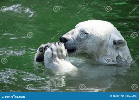 Funny Polar Bear Polar Bear Sitting In A Funny Pose Stock Image