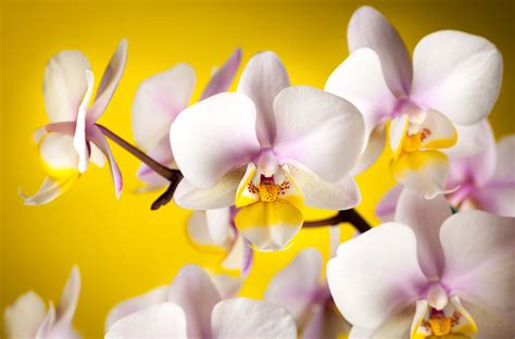 Nature Orchid 4k Ultra Hd Wallpaper