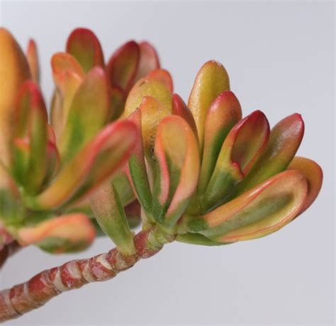 crassula ovata et ses déclinaisons arrée succulentes crassula ovata crassula plante