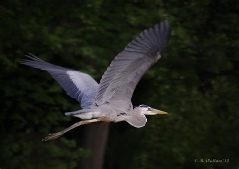 Great Blue Heron In Flight Photograph By Brian Wallace