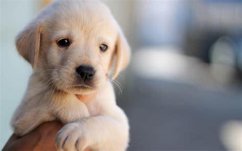 Cute Puppy Dog Pet Face Hand Wallpaper Animals