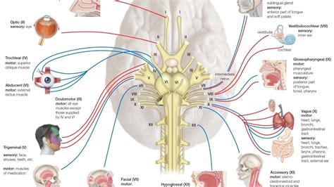 what is meant by cranial nerve tissue
