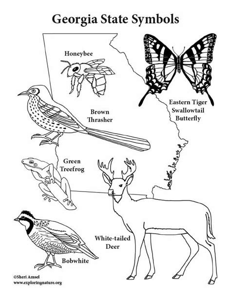 Georgia State Symbols Coloring Pages Coloring Pages State Symbols
