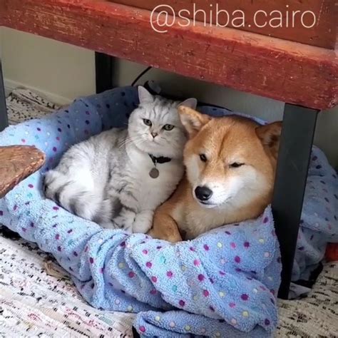 Shiba Inu And Cats Not Only Are Shiba Inus Cat Like But They Are