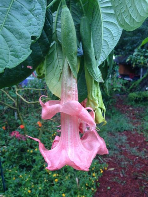 Pink Perfektion Brugmansia Wedgwood Gardens