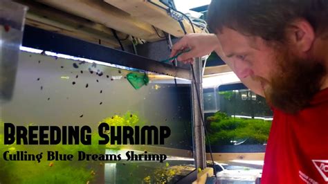 Breeding Shrimp Culling Blue Dream Shrimp YouTube