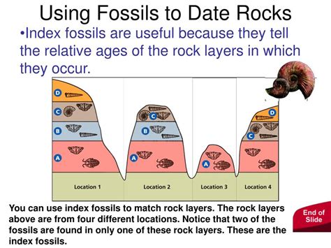 Ppt Fossils Powerpoint Presentation Free Download Id 5659345