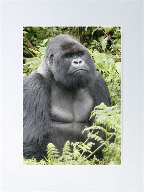 Silverback Gorilla Poster By Stevebulford Redbubble