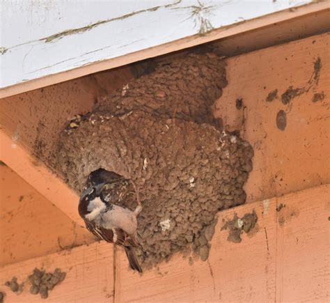 Identifying Bird Nests On Farm Structures Eorganic