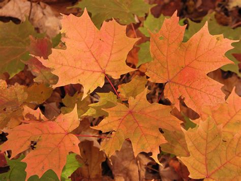 Fileorange Maple Leaves In 2007