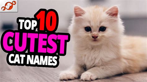 Cutest Cat Names Top 10 Cutest Cat Names For Male And Female Cute Cat