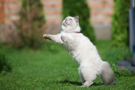 Funny Fluffy Cat Jumping Outdoors Stock Image Image Of Point Animal