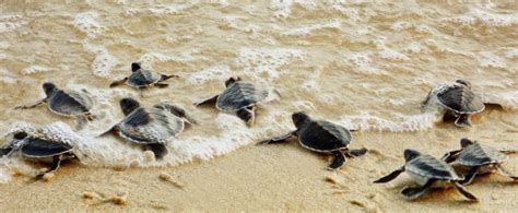 :welcome to the rantau abang turtle sanctuary. Rantau Abang - One Of The 6 Places With a Special Gift ...
