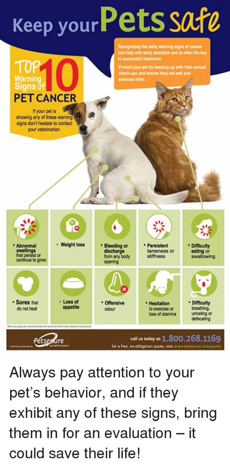 Keep Your Pets Safe Recognizing The Early Warming Signs Of Cancer Can