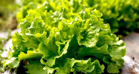 How To Grow Lettuce Growing Lettuce Lettuce Seeds How To Harvest
