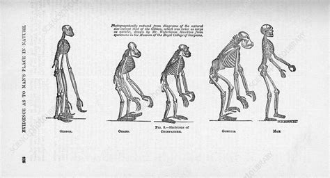 Comparison Of Primate Skeletons Stock Image C0122280 Science