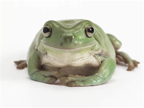 Front View Studio Shot Of A Smiling Whites Tree Frog Photograph By