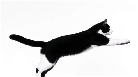 29 Cat Backgrounds Wallpapers Images Design Trends Premium Psd Vector Downloads