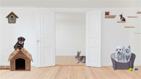 Create A Safe And Pet Friendly Home That Doesnt Cost A Fortune Petmoo
