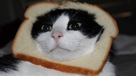 Image 243045 Cat Breading Know Your Meme