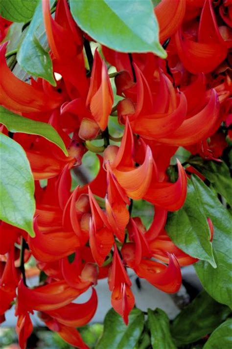 Red Jade Vine Care Learn How To Grow Red Jade VinesRed