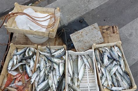 Pesca Illegale Sequestrati Duemila Metri Di Rete E 230 Kg Di Pesce